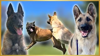 Malinois CORRECTS German Shepherd! Then Go On A Walk Together! by Andy Krueger Dog Training  6,422 views 11 months ago 3 minutes