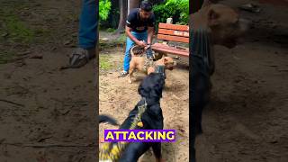 Bubzee The Rottweiler From Namitaology Vs Bully From Aman & Bully. #shorts #rottweiler #amanandbully