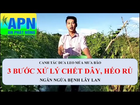 Video: Tìm hiểu Thêm về Bệnh héo Dưa chuột