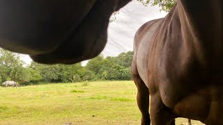 Brown horse approaching to sniff the camera | Free Footage for MOAH Members