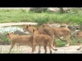 あの頃君は若かった~仔ライオン動物ゾーンデビュー~