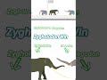 𝙕𝙮𝙜𝙝𝙤𝙡𝙤𝙙𝙤𝙣 𝙫𝙨 𝙎𝙩𝙚𝙜𝙤𝙙𝙤𝙣 #elephant