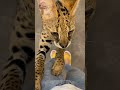 【おはようサーバルシリーズ㉛】