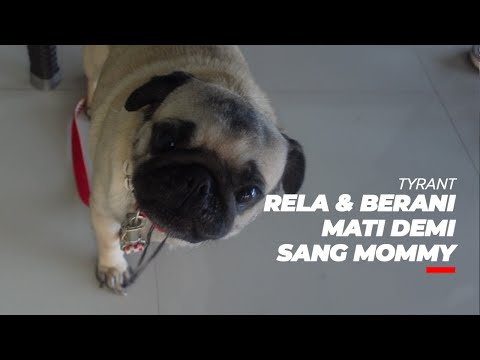 Video: Bagaimana Anjing Mendapatkan Pameran Dog Westminster