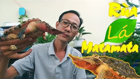 Hướng Dẫn Nuôi Rùa Lá Matamata -  Matamata Turtle / Vũ Lê Channel