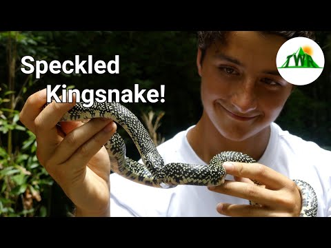 Video: A Hillbilly Guide: The Speckled Kingsnake