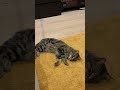 Cute cat