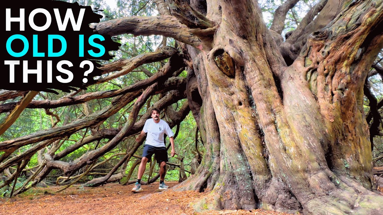 Inside Europe’s Last Ancient Yew Forest