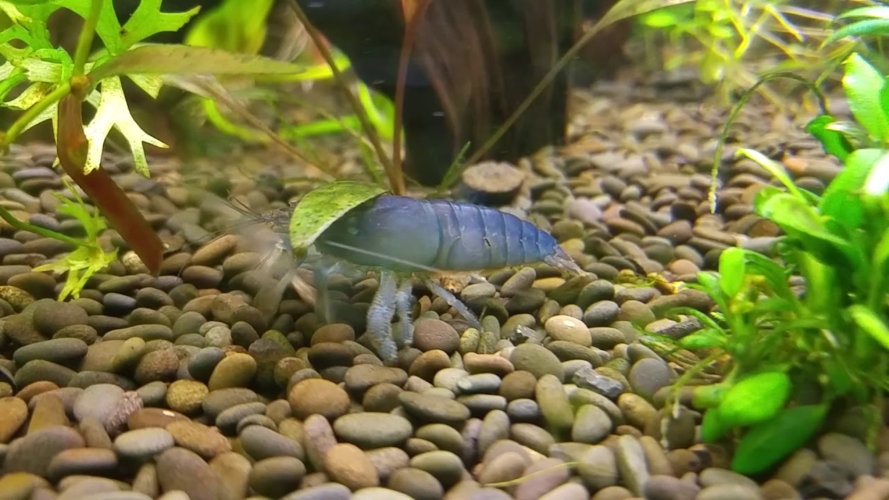 Crevette bleue du gabon / Atya gabonensis