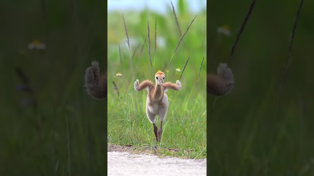 ​Adorable Baby Bird WaddlestoitsMom