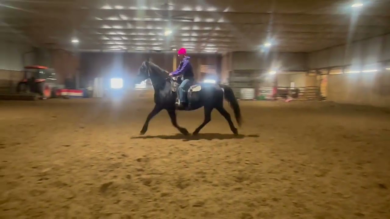 Fressian Heritage mare for sale 