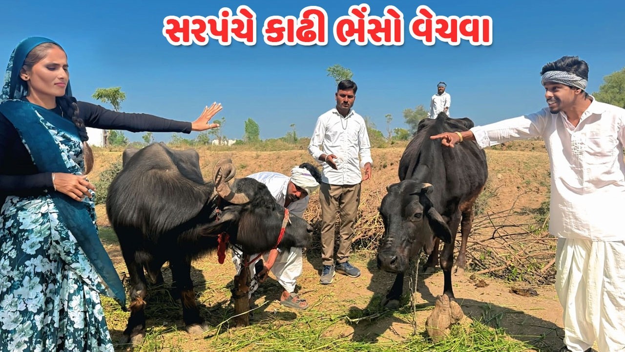સરપંચે કાઢી ભેંસો વેચવા કડવો આયો લેવા // Gujarati Comedy Video // કોમેડી વિડિયો // Funny Desi Boys
