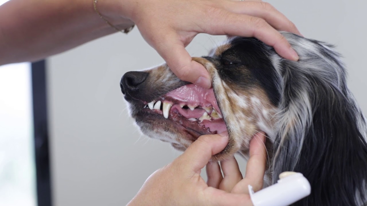 Comment brosser les dents d'un chien? - YouTube