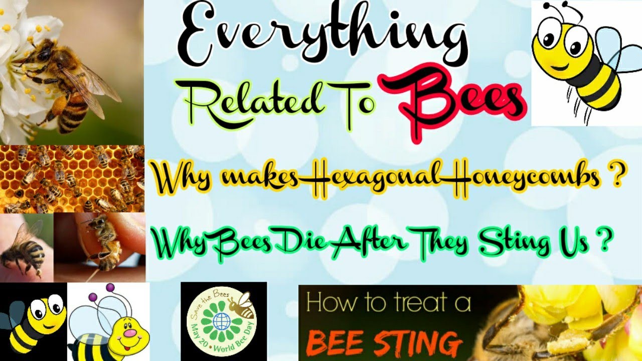 How do bees makes honey why do bees die when they sting us why