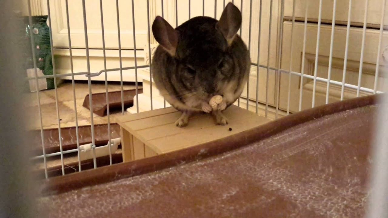 Шиншилла кушает первую семечку - YouTube