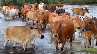 Rombongan Sapi Lembu Gembala Melintasi Sungai Menuju Kandang Peternakan Hewan Ternak - Bunyi Sapi