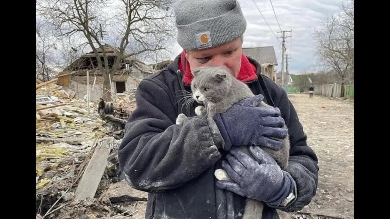 Кот по украински