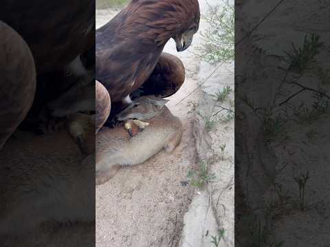 Golden Eagle & Fox 🦅 A Rare Wild Nature Moment | 검독수리와 여우의 자연 순간