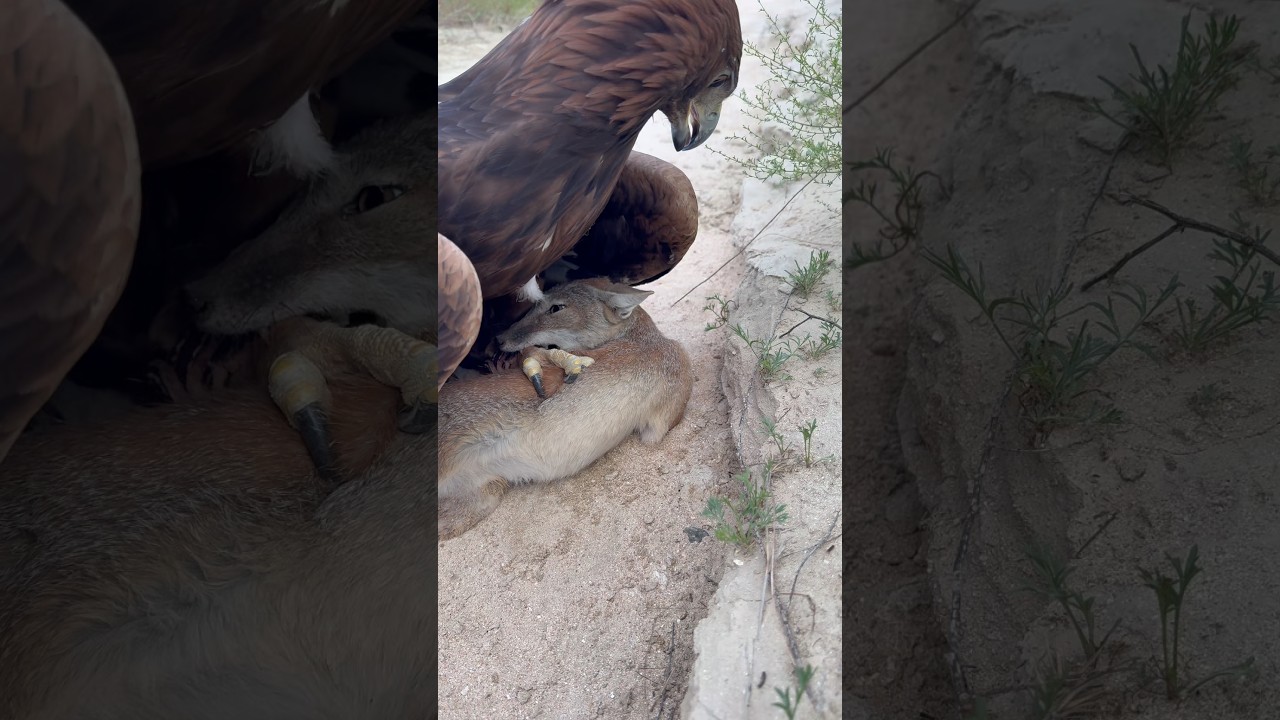 Golden Eagle & Fox 🦅 A Rare Wild Nature Moment | 검독수리와 여우의 자연 순간