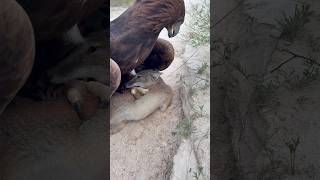 Golden Eagle & Fox 🦅 A Rare Wild Nature Moment | 검독수리와 여우의 자연 순간