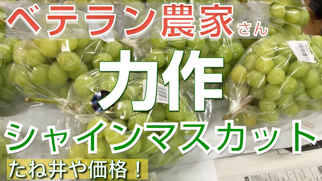 【生産者さんこぼれ話】驚きの大きさシャインマスカット 頭サイズw｜作り始めて７０年！歴史あるぶどう園｜農産物直売所たね井や