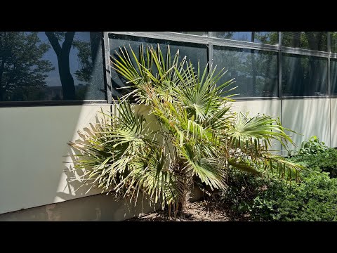 Trenton New Jersey Palm Trees Summer 2026