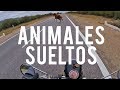 Animales sueltos! - Pablo Imhoff