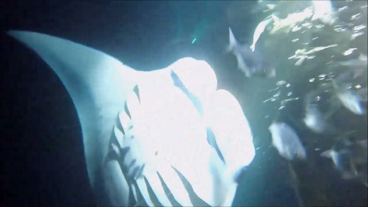 Big Island Manta Ray Dance