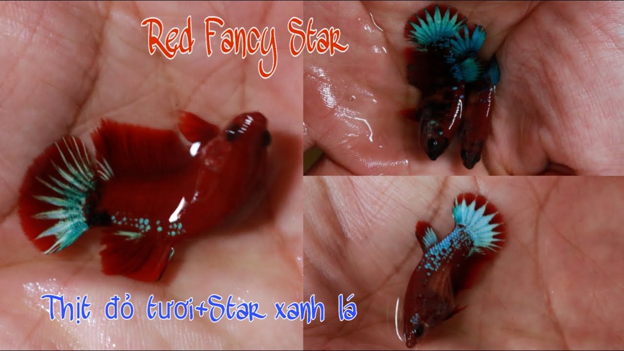 Đợt cá Red Fancy Star sắp lên kệ☆Thịt đỏ tươi + Star xanh Star trắng☆ 0795898698