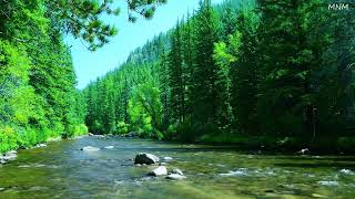 Beautiful Sounds Of The Forest Birds Chirping Calming River Sound Soothing Paradise