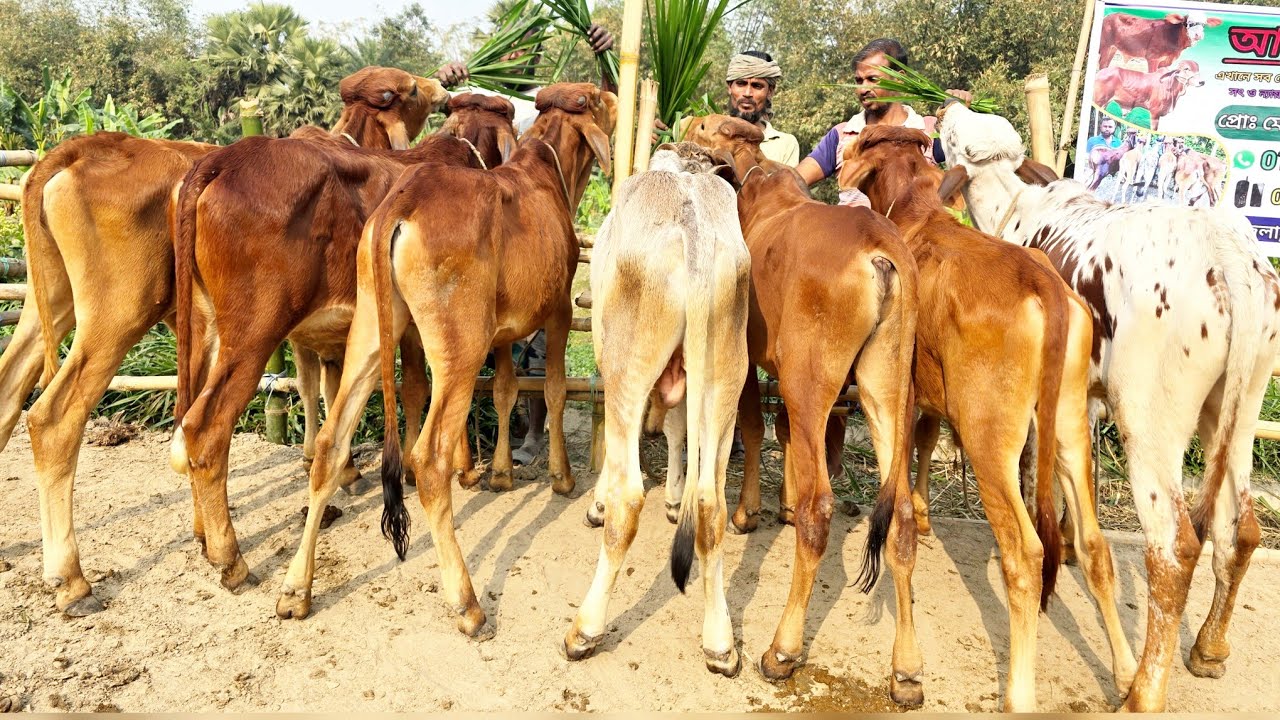 24/2/26/সুযোগ আজকেই ইন্ডিয়ান বর্ডার ক্রস বাছুর গরু কিনুন ক্যাশ অন ডেলিভারিতে।