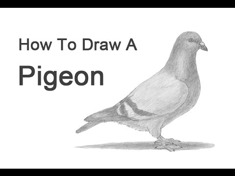 How to Draw a Pigeon - YouTube