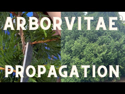 How To Make Cuttings From Cedar Trees