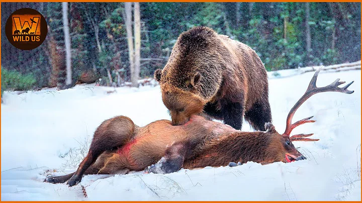 Epic Bear Attack | Craziest Grizzly Bear Attacks Ever Caught On Camera | Animal Fighting
