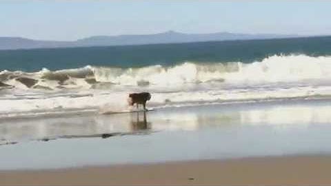 player swf application x shockwave flash object