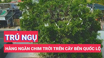 Hàng ngàn chim trời trú ngụ khu vườn ngay bên quốc lộ 91 ở An Giang