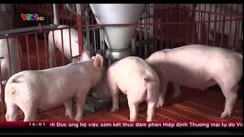 TP HCM xây dựng chuỗi cung ứng rau, thịt sạch-Bộ trưởng Cao Đức Phát đến thăm