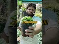 Syngoniums plant combo offer, plant nursery in chennai