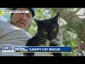 KIRO 7's Around the Sound: Canopy Cat Rescue
