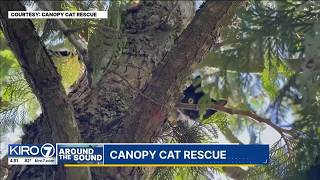 KIRO 7s Around the Sound: Canopy Cat Rescue