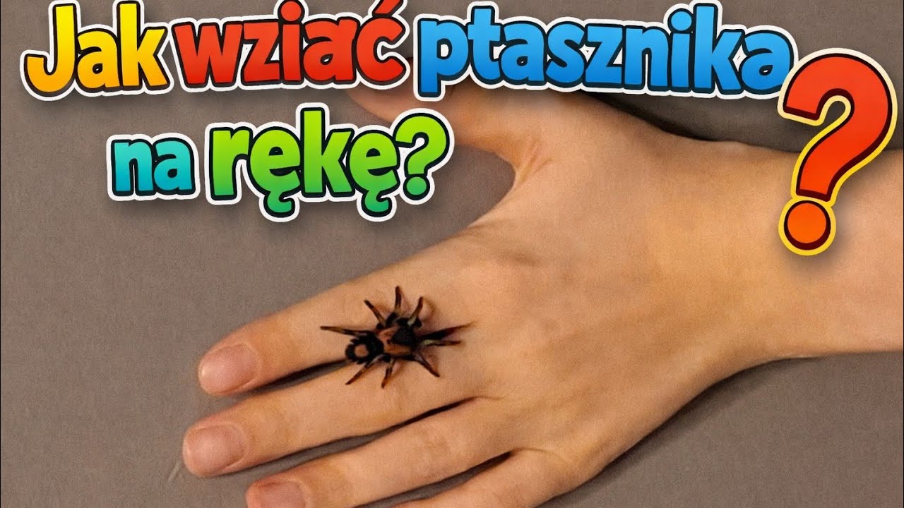(Odc. 5)Jak bezpiecznie wziąć ptasznika na rękę? (AKTUALIZACJA HODOWLI)