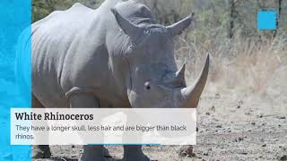 Animals of Africa by Wild Nature and Travels 2 views 4 years ago 1 minute, 45 seconds