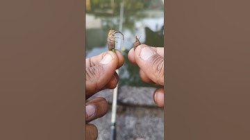 Teknik  Memasang Umpan Mancing Ikan Lele #shorts #fishing #tutorial