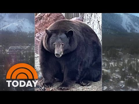 Hank The Tank: 500-Pound Bear On The Run After Ransacking California Homes