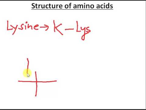 lysine structure