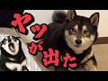 ヤツが出た…