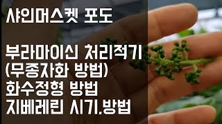 샤인머스켓 포도 재배기술 / 부라마이신 처리적기 및 방법(무종자화) / 화수정형 방법 / 지베레린 처리 시기 및 방법 / 부라마이신 처리시 살균, 살충제 혼용하고 싶은데?