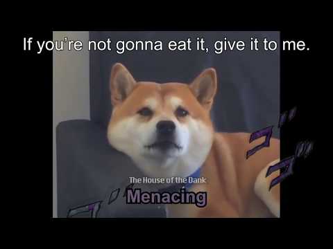 Shiba Doggo Vs Whipped Cream Gone Jojo Rero Rero Meme