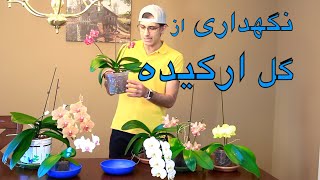 نگهداری از گل ارکیده - خلاصه