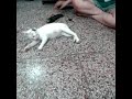 Lazy cat don't want to move.